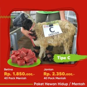 Domba Tipe C Hewan Hidup / Mentah - Gambar 1